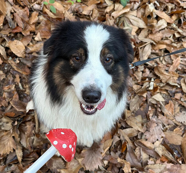 Gozdne poti Galerija 06