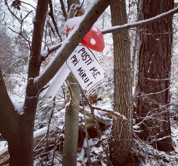 Gozdne poti Galerija 09