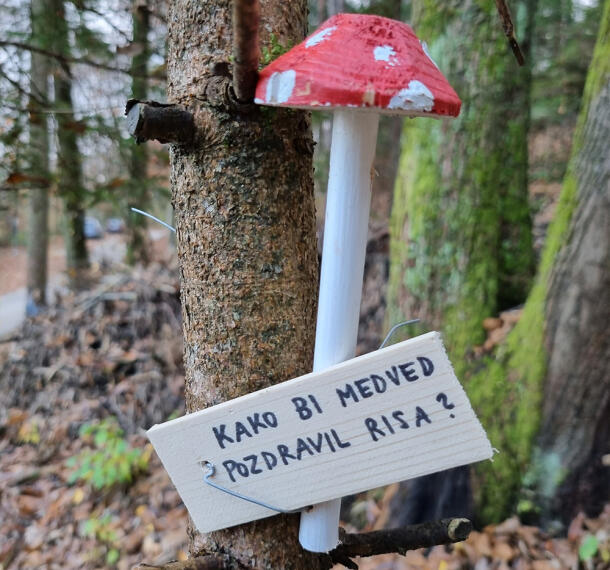 Gozdne poti Galerija 11