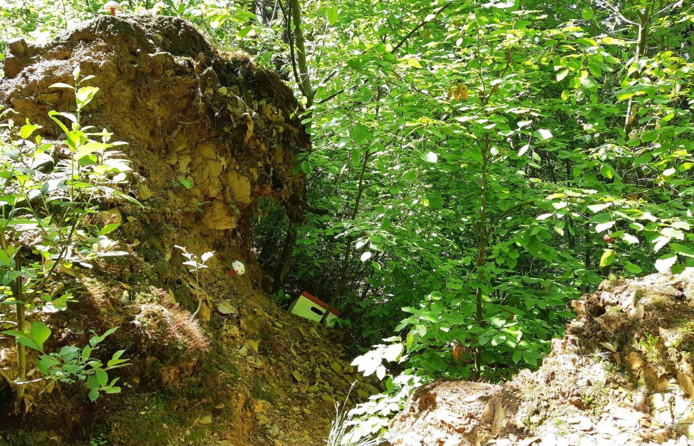 27. gozdna pot slika 3