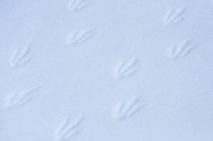 penguin 2810729 1920