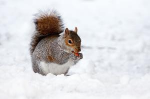 squirrel 17854 960 720