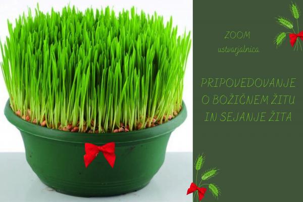 Bozicno zito 14. 12. 2020