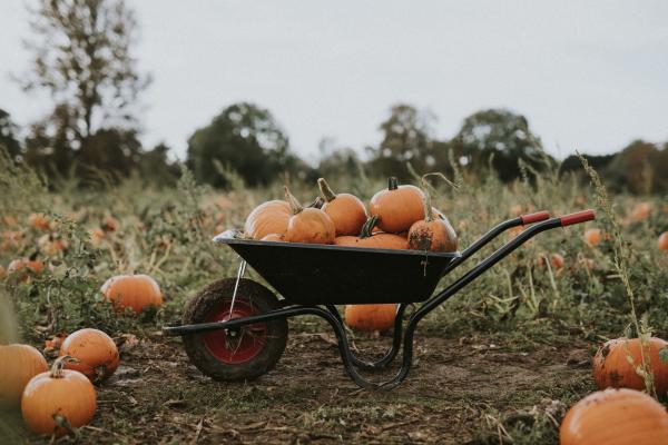 halloween pumpkins wheelbarrow dark autumn mood freepik