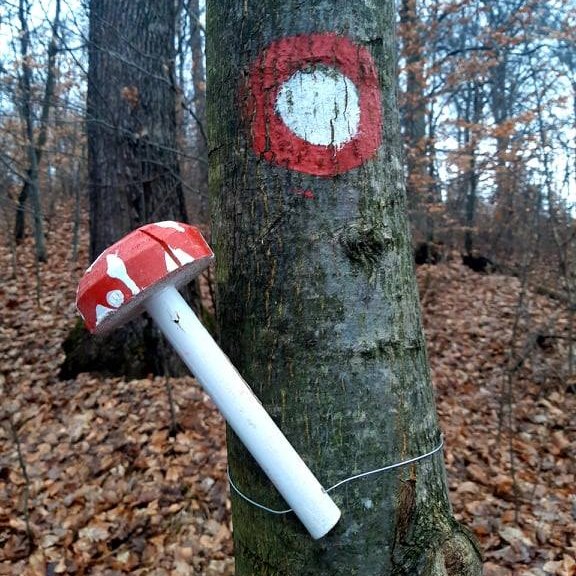 gozdne poti3