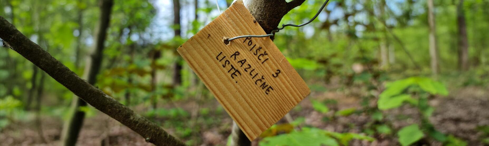 Gozdne poti Header Desktop