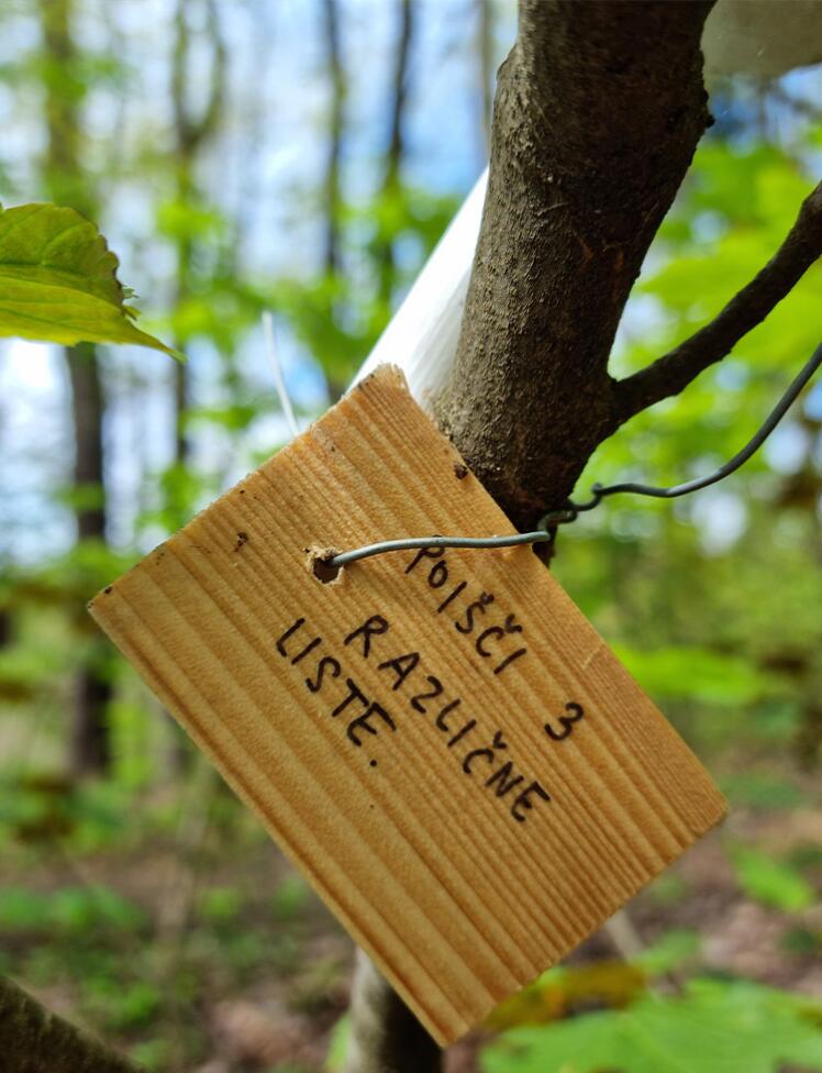 Gozdne poti Header Mobile